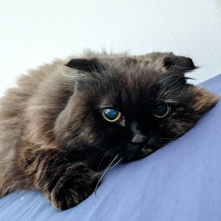 4ad5f972 9275 4349 9497 1e333f62be1a 1761010213644