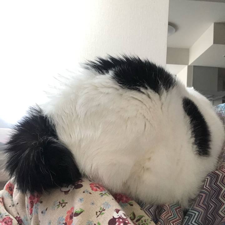 4ad73ba1 e2cf 4c7c 8cc5 eebb7a7b1691 1604719002287