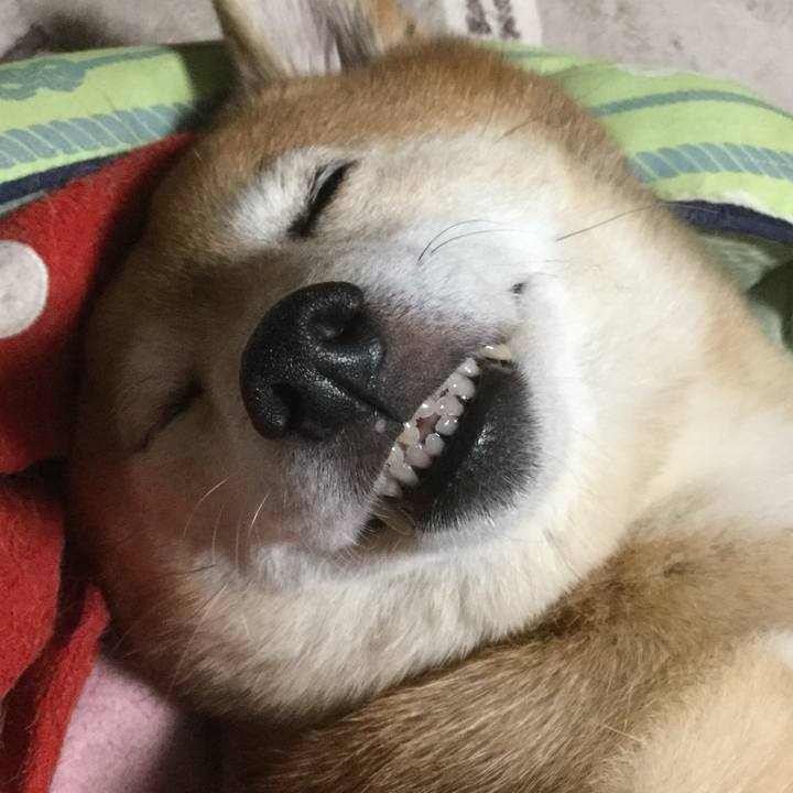 4ad7c325 5ac7 4faf 9450 dd6c36f946d0 1609244622141