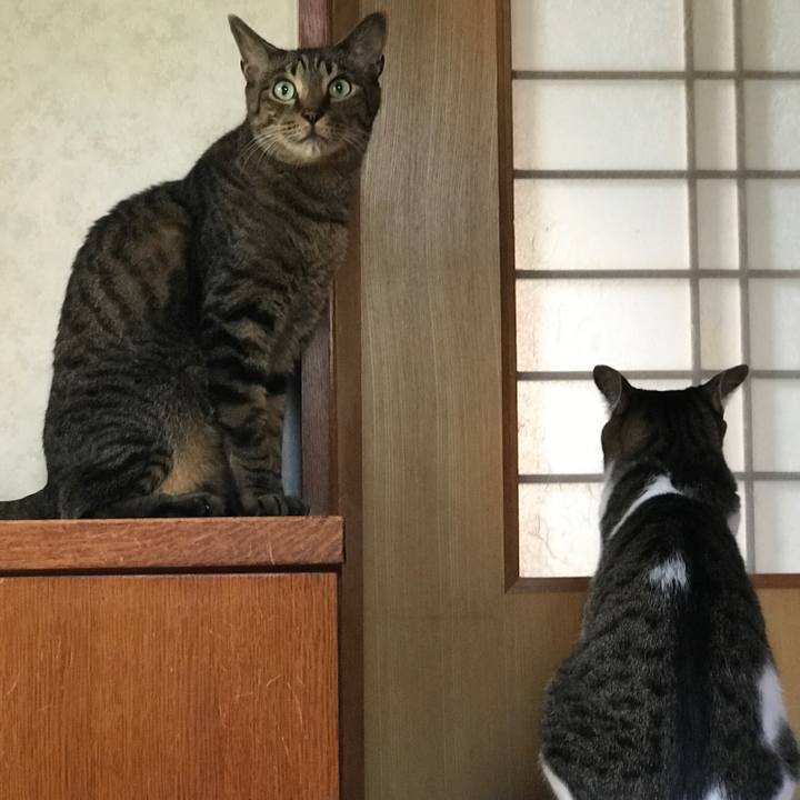 4ada951a faf3 4355 b1ae d99edf84bc96 1534206837254