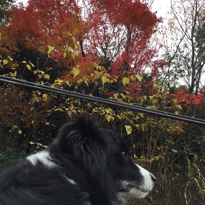 4adbd632 013b 4752 9bcc a320398811a1 1543359754643