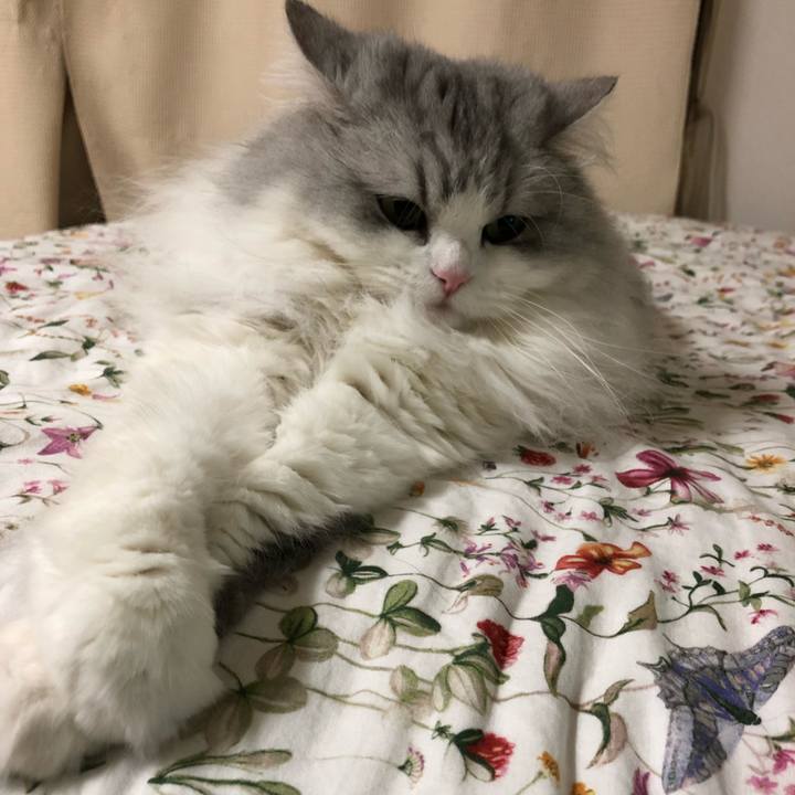 4adc7db3 37de 47c9 8660 276b4553616e 1542616066317