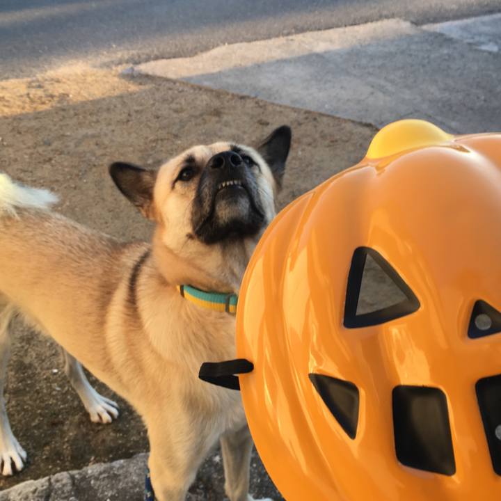 4ae1021d 688c 4ff8 862b 88f5d9ef1402 1509423662867