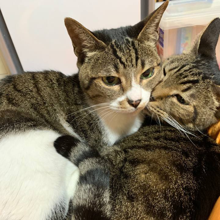 4ae16b1f fcb6 40f2 b4b0 6e44e9f40692 1542245088839