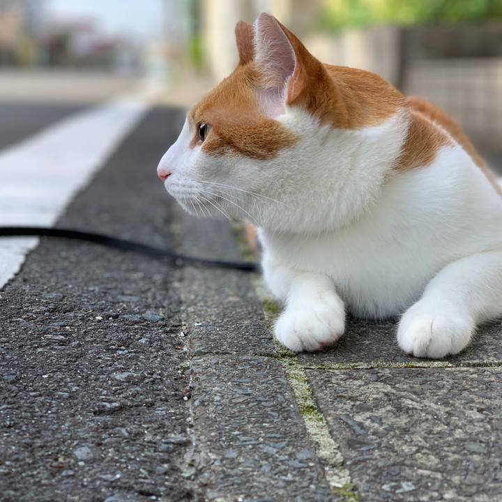 4ae1ad89 0e12 41cd b664 6c5e3f3da17f 1596184850407