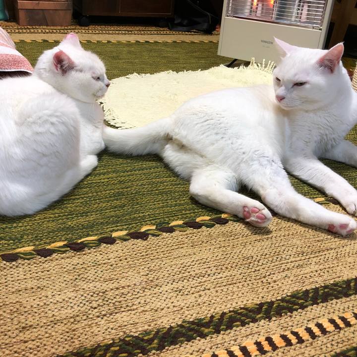 4ae2352a 7c87 46d2 8f59 8af5fed9728c 1539341588109