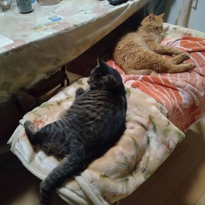 4ae2dc8c 24ed 4152 b813 0708cb47b8a1 1737537741837