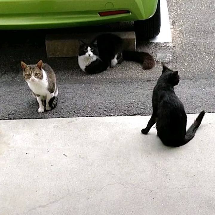 4ae4daff 4de1 4e5c b6a5 b1882a6110f5 1591744858123