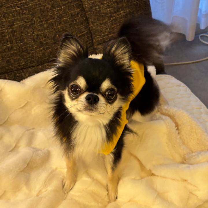 4ae6997f 7189 4ece 938a 11c0cc0cf5b3 1735858330691