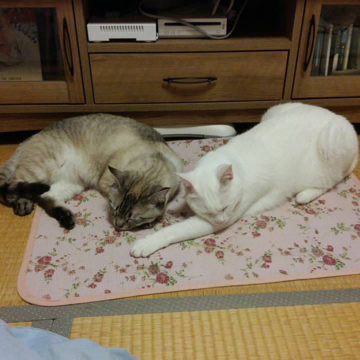 4ae76ad6 1294 4f92 a814 024a28973961 1524492036528