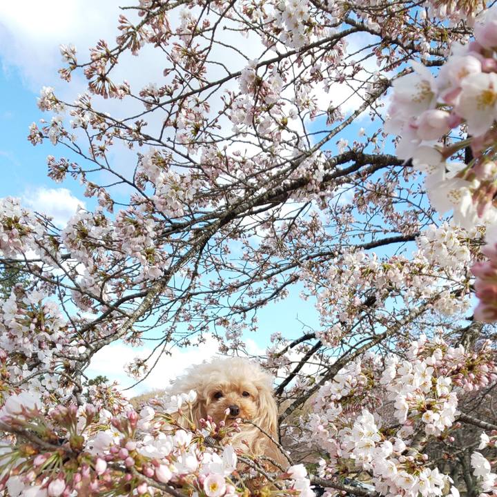 4ae82478 3edb 41af 88f1 36db6b554ad3 1586259318427