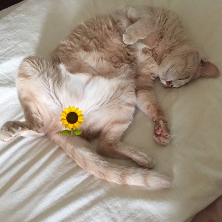 4ae83202 f3ca 4446 a10f 273d03ef7d81 1533015611269