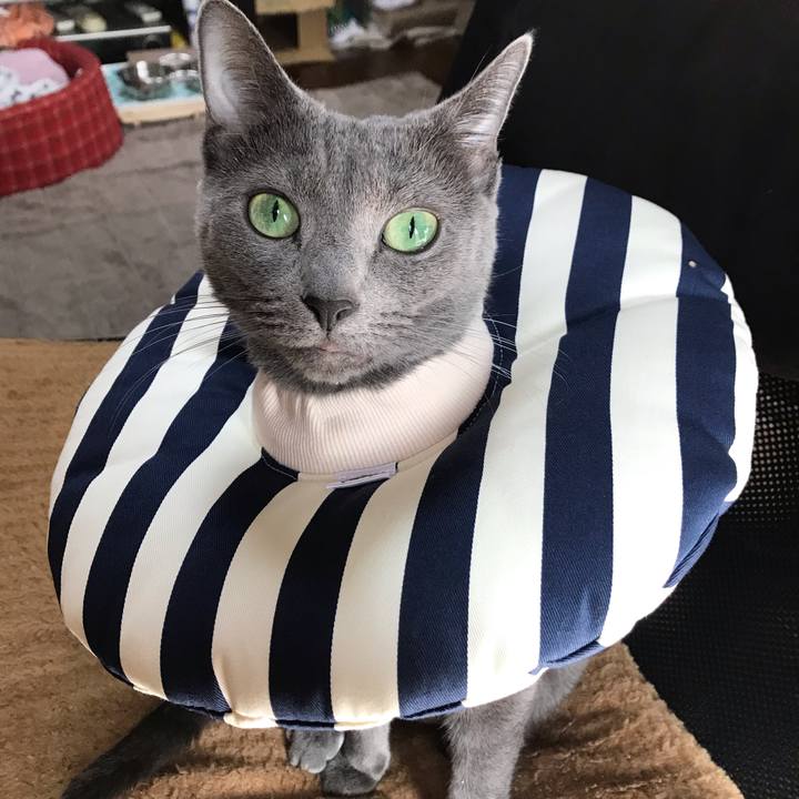 4ae83275 b844 42d7 bd2b ed4cc1dc17d7 1550455276363