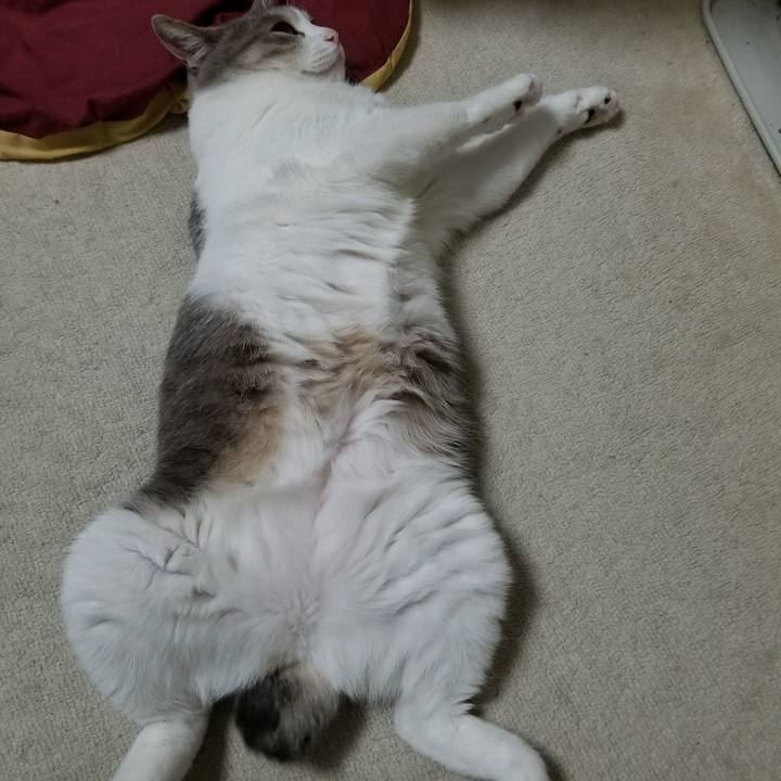 4aea04fc e07e 4293 9712 e7f04f7e3bd0 1522492526760