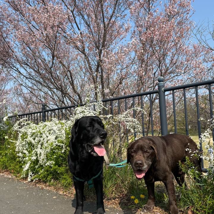 4aea0f72 62ae 472f 8617 026e4778a4e3 1774787918022