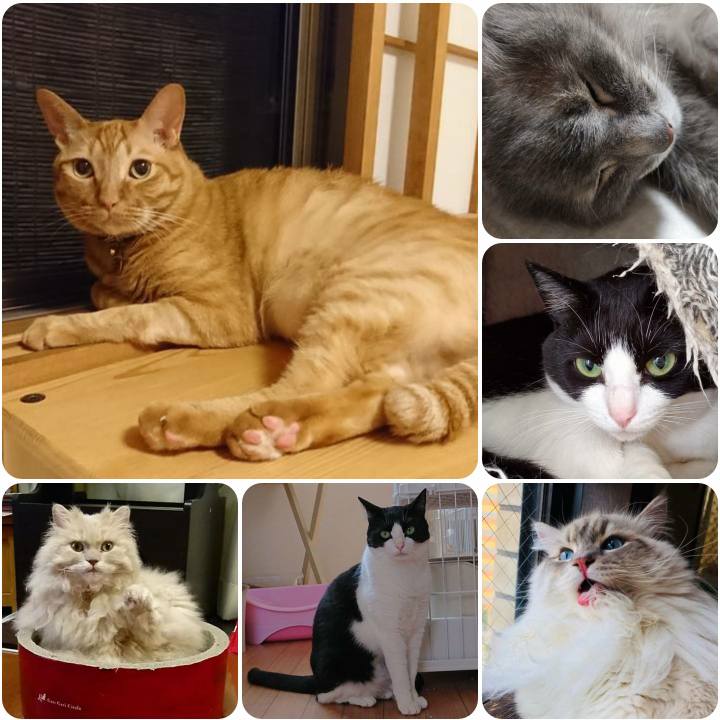 4aea1fcd 11ab 478a b32e 1badf881abad 1561067900520