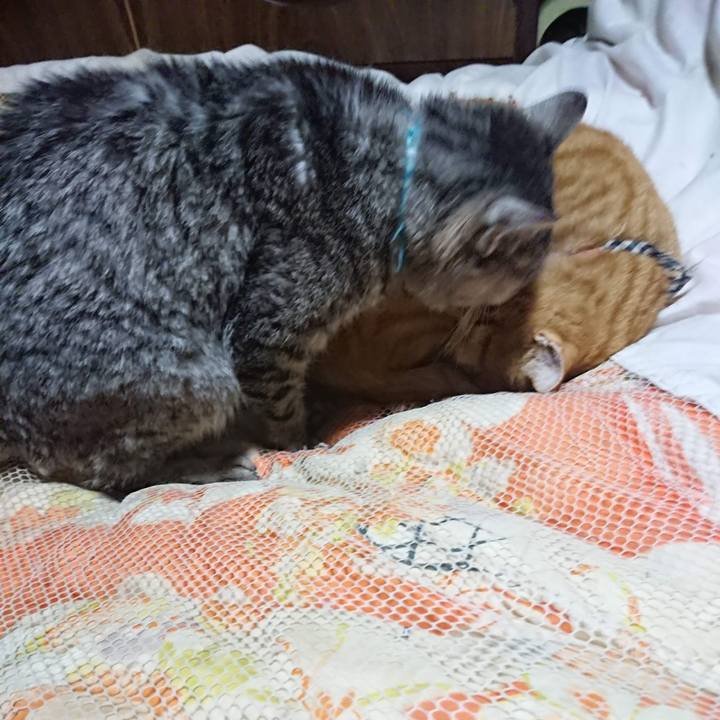 4aea5b4e dabc 449d b746 19a4e6ed35bf 1606043923006