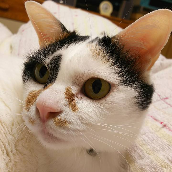 4af149cf e219 4275 b040 fc96cd8e2bba 1547479400734