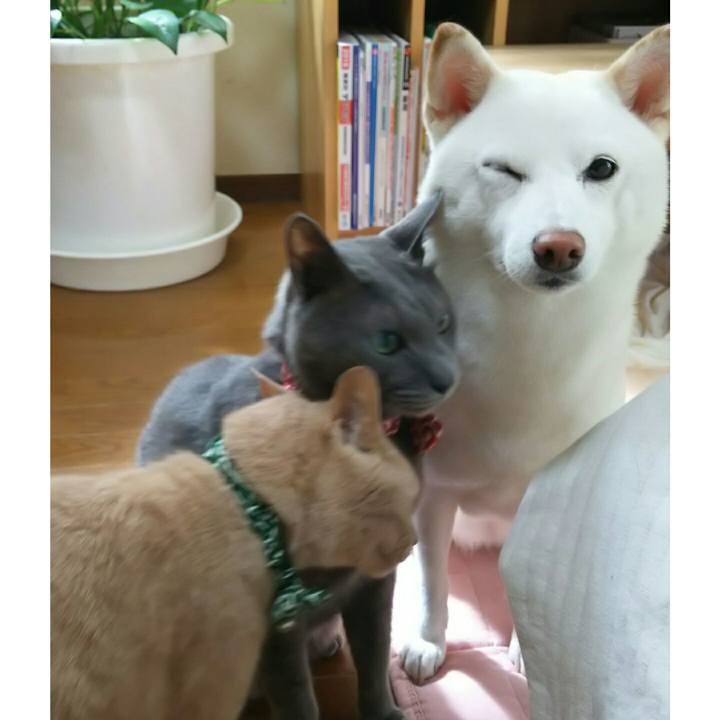 4af1df7f d866 4946 9358 a9c8dcaaf69a 1531613782753