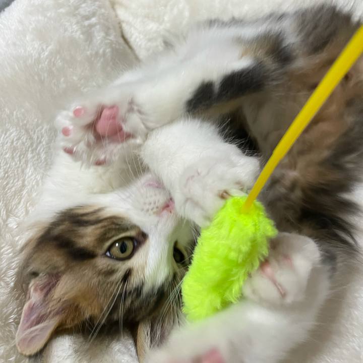 4af1fd1f 7303 498b 8f46 680fb17a385f 1631953502356