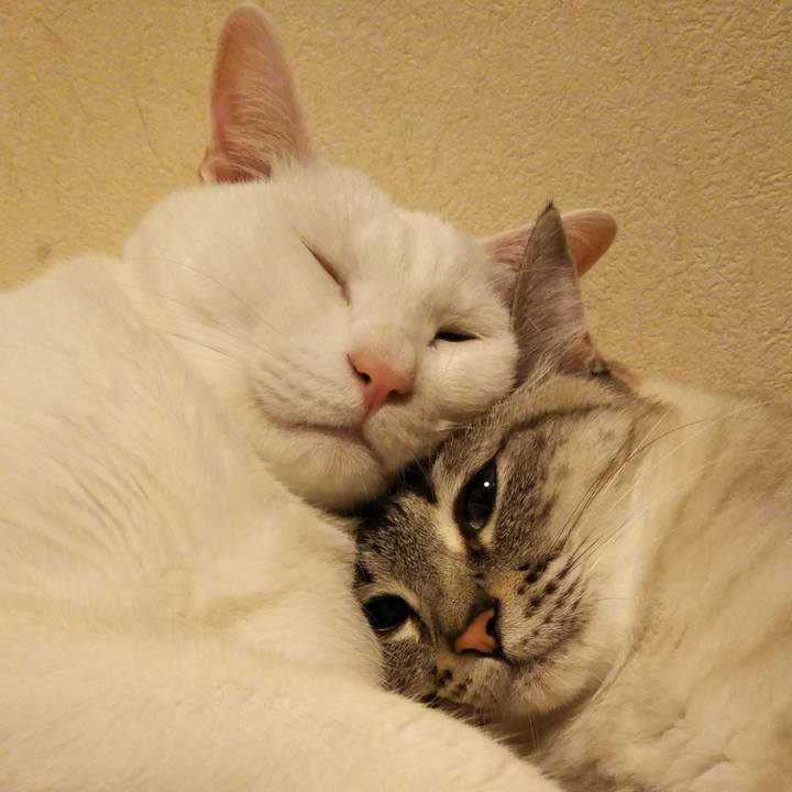 4af2260c e763 41fd b3ff c19928c65b95 1530371703706