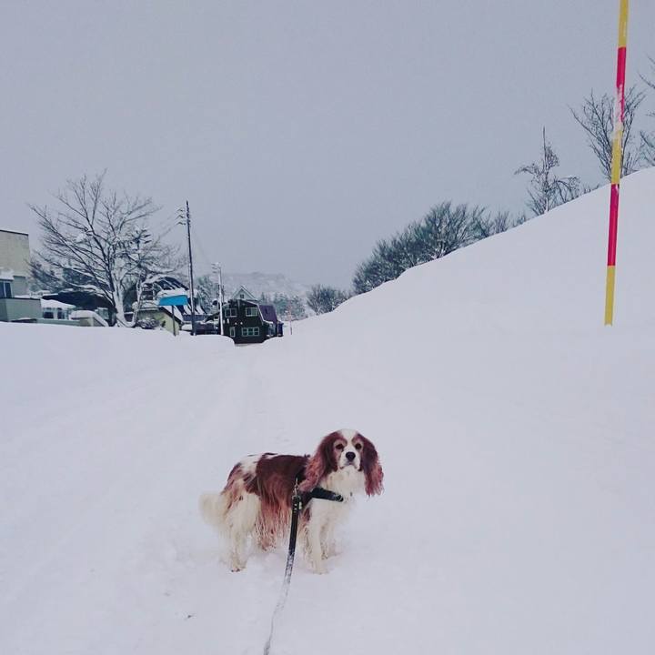 4af2a1bc 7933 46dd b314 a6a2772cb613 1516865660537