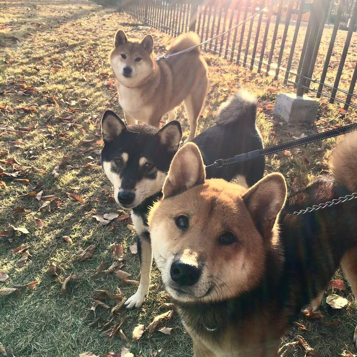 4af44712 565f 4602 9954 d07fefb3a085 1543808146912