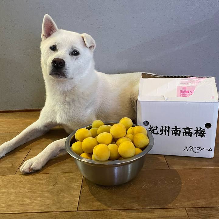 4af50c20 d7b2 4dcb 8baf 25710a604f32 1750856772368