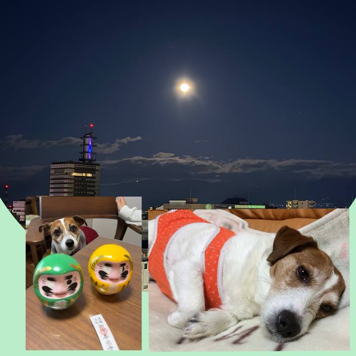 4af6a1a3 0689 4a2a aeef 4c53f99938f6 1767432560473