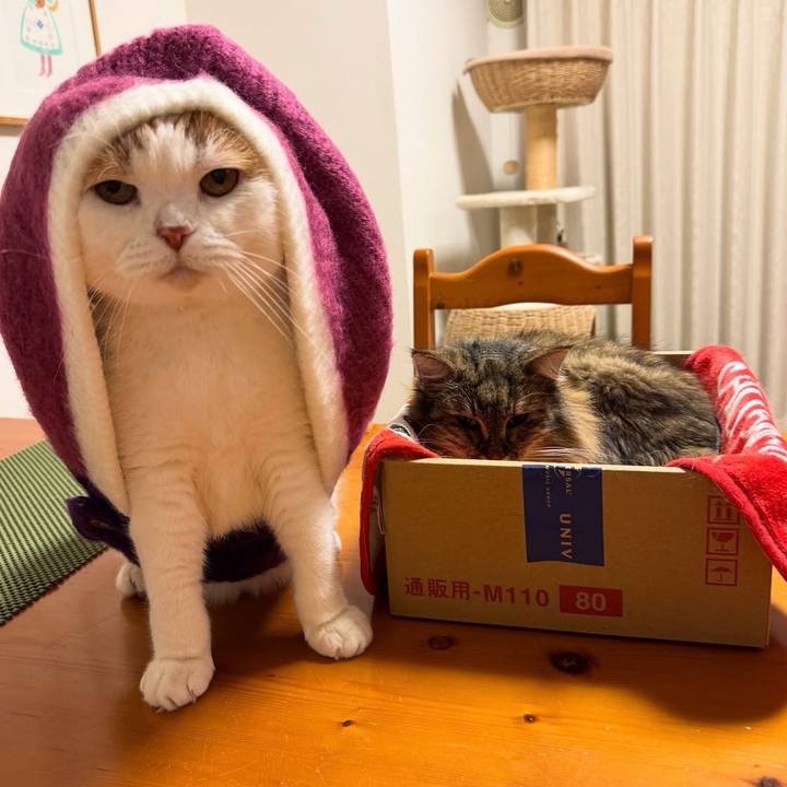 4af79af1 c6d7 4cd7 bf31 cb7ceacbde5b 1763074546306