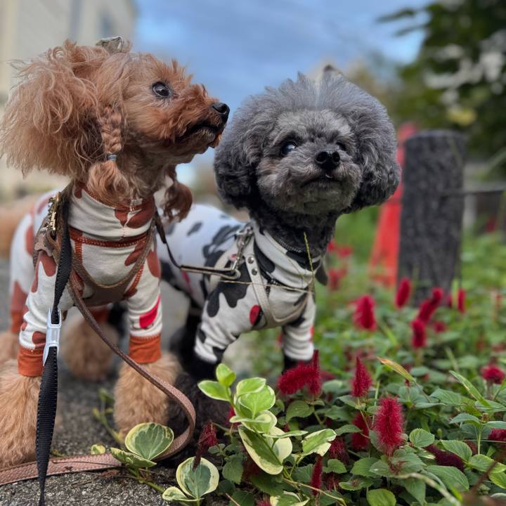 4af7e19f 1a5b 48b2 a819 48d053fcc542 1760051412335