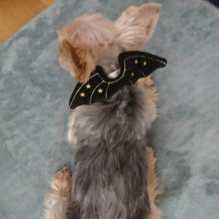 4af9c023 e905 46c3 b986 e17470faa9fe 1544934776858