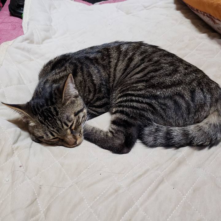 4afc3d53 27a3 42b6 a4cc 91bb338c39df 1542863331871