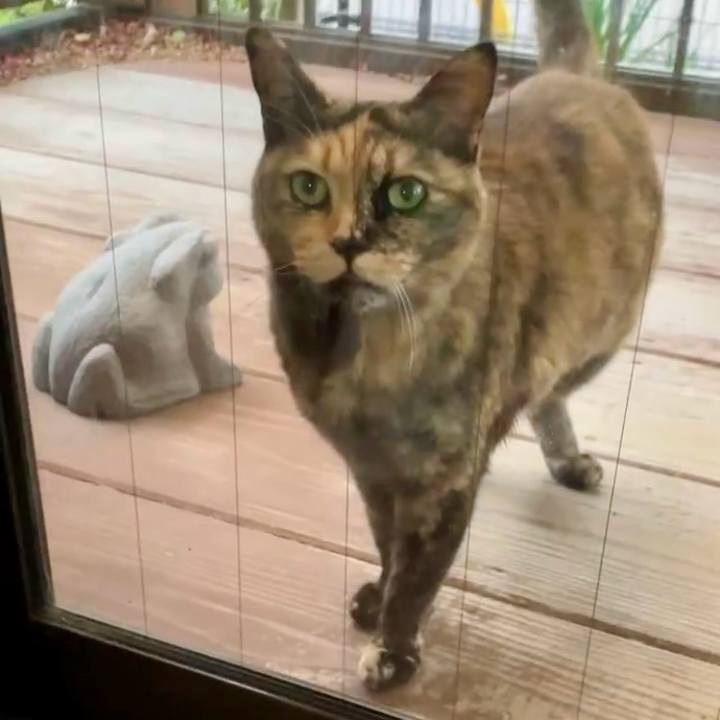 4afcdd46 5917 4cdd a6ab 683880c183a8 1742981316648