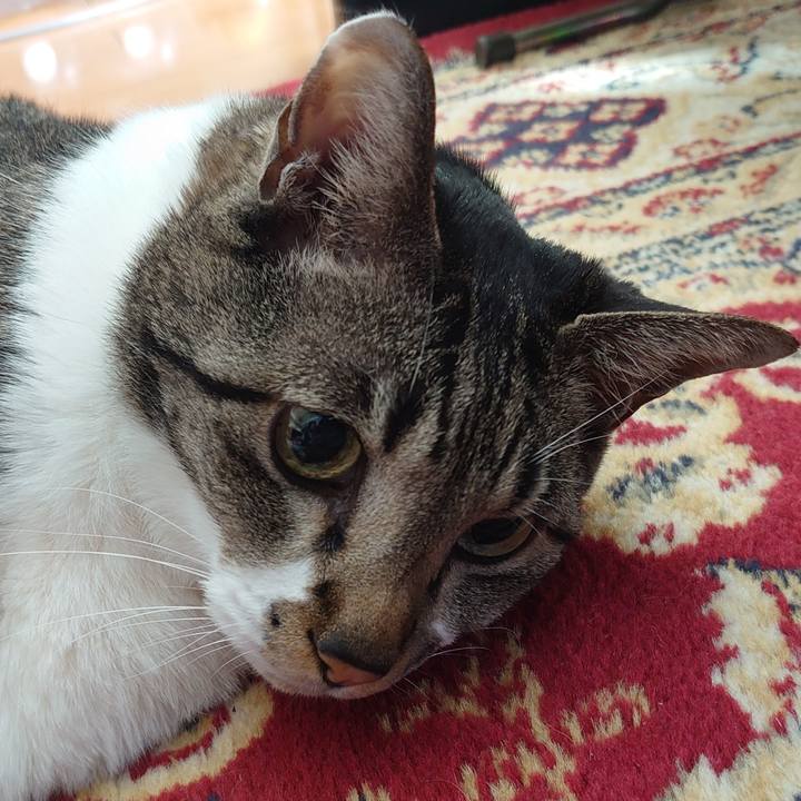 4afeb82c c3bd 4981 9011 82f28436892e 1750471088951