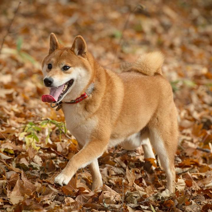 4b008cbe ea49 40d1 bcce 164df4b1e74b 1541857773135