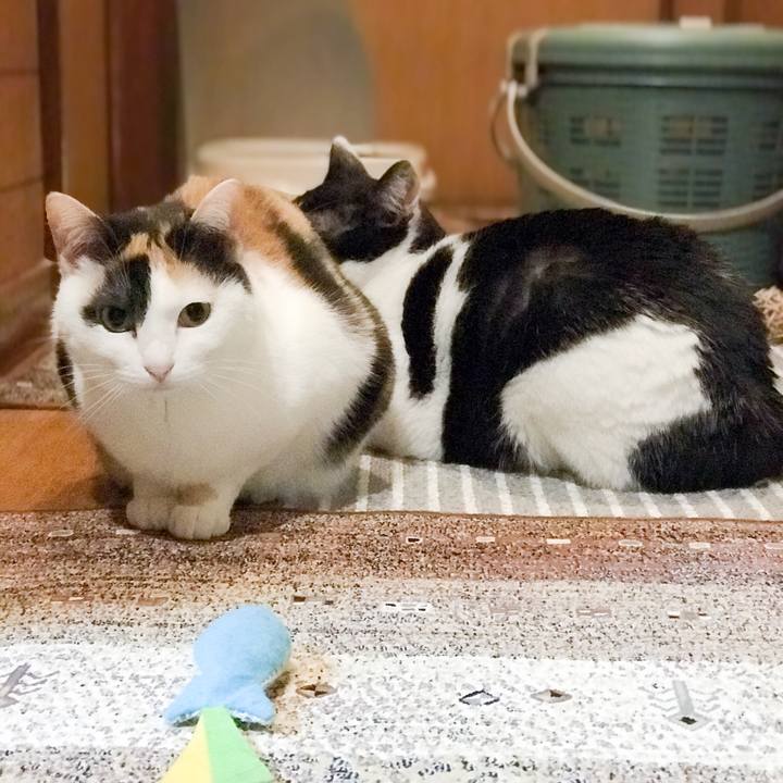 4b0128f9 147d 4bcc bda4 a5f4ad2bde41 1526526126683