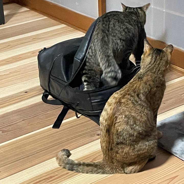 4b017ba7 921d 4bd4 9e7e e68b521fa32f 1756425385582