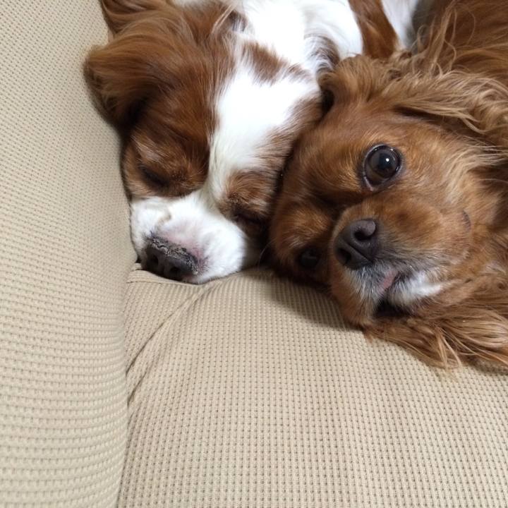 4b032aaf d8b4 4ec9 9470 84f97fce1364 1512212944071