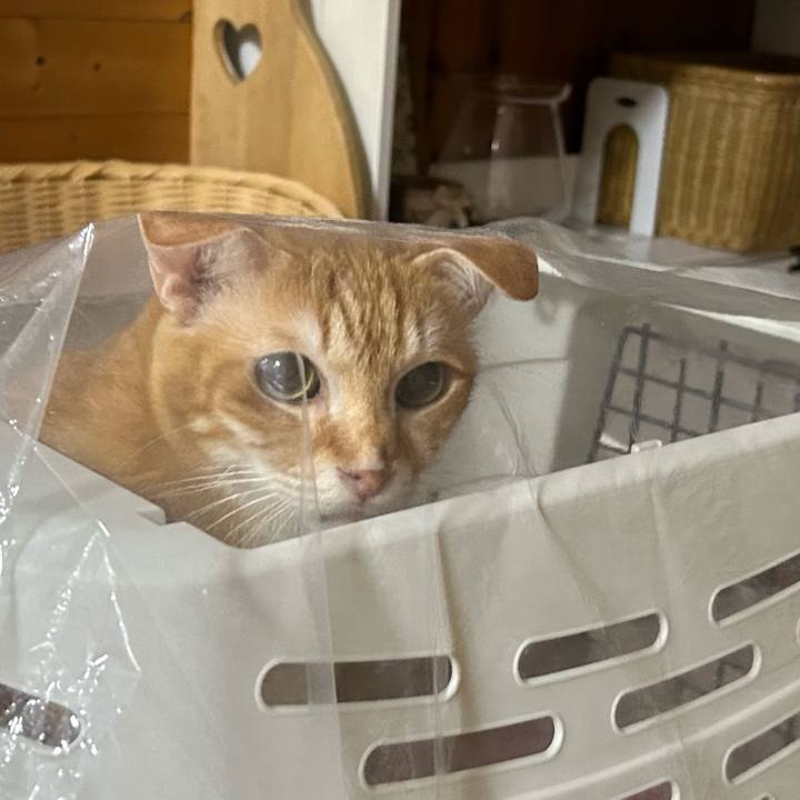 4b05c183 31c6 4c29 9e54 62db7803e546 1679922738745