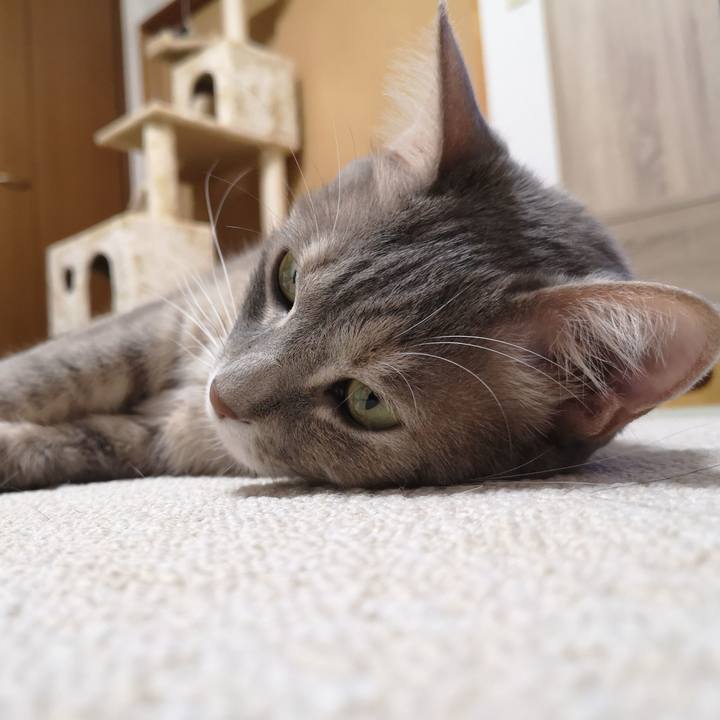 4b07cd23 f688 4f24 ba70 334b5094065e 1585304999431