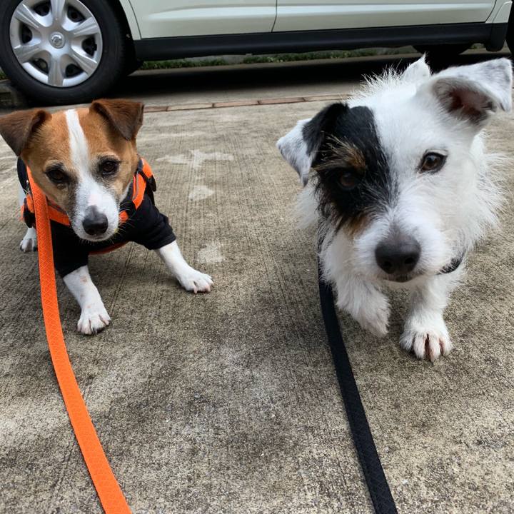 4b09fc66 d4e7 4ea0 aca1 25a65b3a8dfe 1559091942721