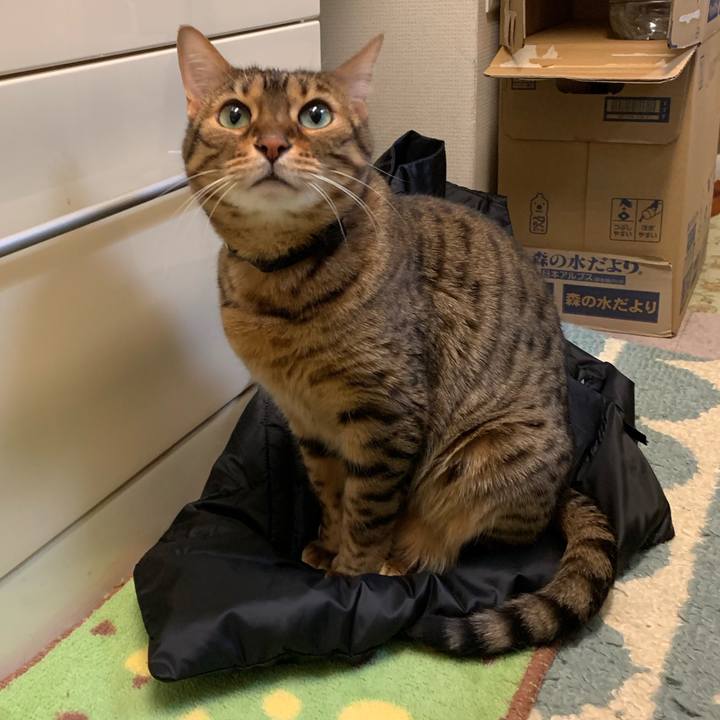 4b0b36fa a11e 4fa7 9055 24d95b2b90c9 1550008460143