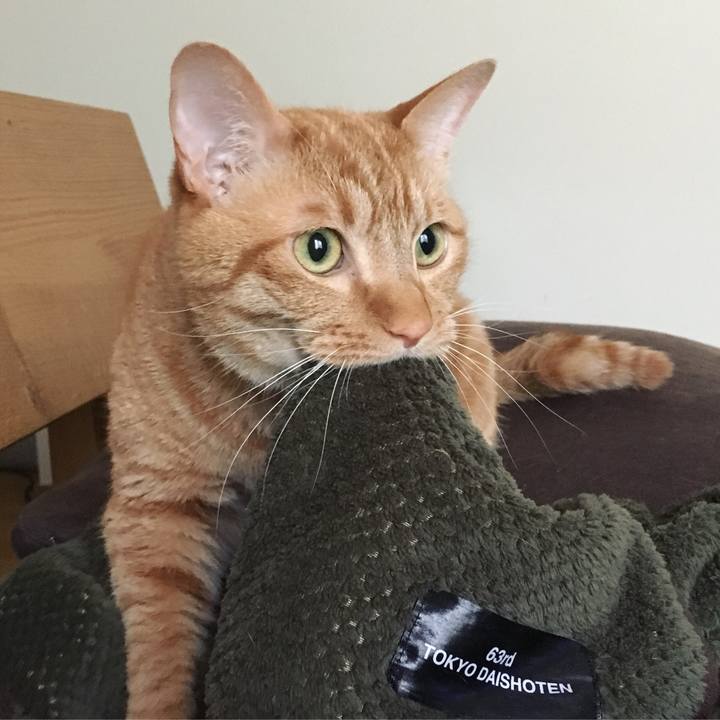 4b0b8955 826c 40c8 be4a f326ea5d9bdc 1525991902422