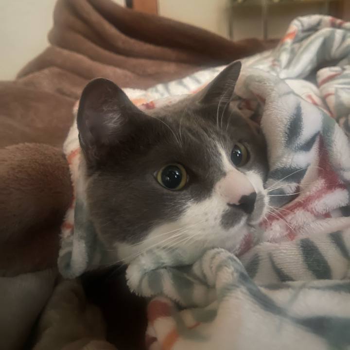 4b0c6c53 e954 4aad 928e 6475f2770610 1706485872388