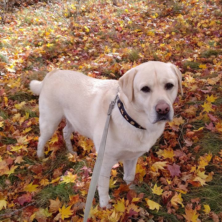 4b0cae3a 19ed 4046 a693 07f35c4d3529 1603850839557