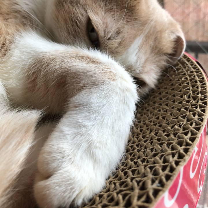 4b0cb05c 724a 4526 9e29 96de219a0c79 1534324348375