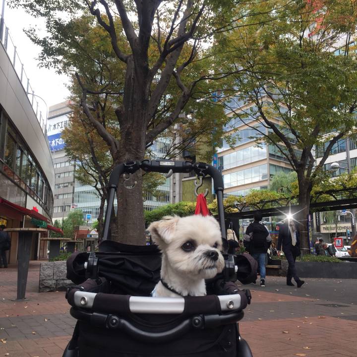 4b0efd2d 88f6 469b 8ddd 1e8039898913 1510396165485