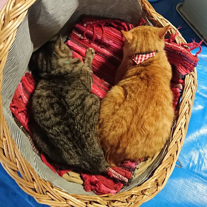 4b102a5f e617 4689 9e66 3d784d5840d0 1558130807690