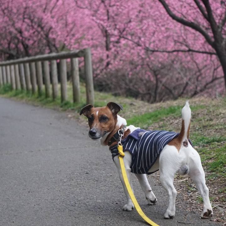 4b1050b5 5c12 465b 9813 f26ab40ec1a4 1521414065920